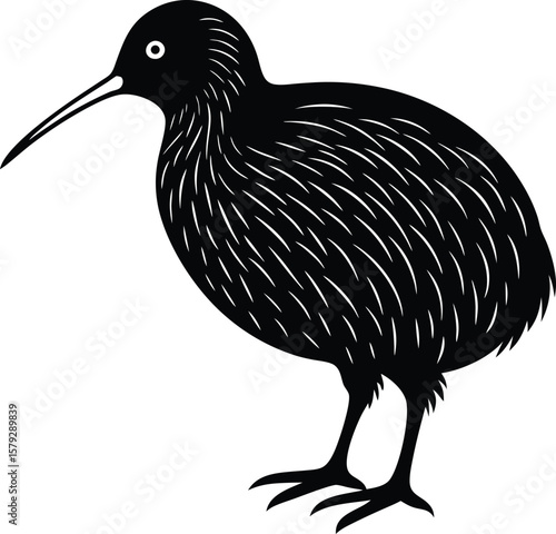 kiwi bird on white background.eps
