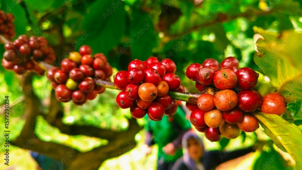 Obraz premium Close up Ripe coffee beans on the tree ready to be harvested