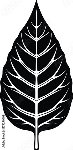leaf skeleton on white background.eps
