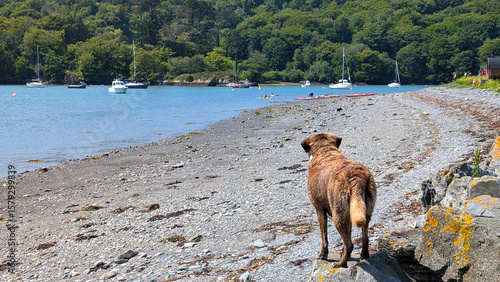 A brown dog stands on a rocky shore, gazing at people kayaking in a calm seashore. Lush green hills frame the tranquil setting under bright blue skies.