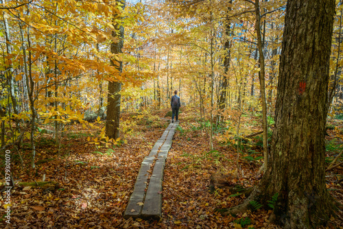 Woman hiker on a wooden walkway through a decidous forest in the mountains in autumn