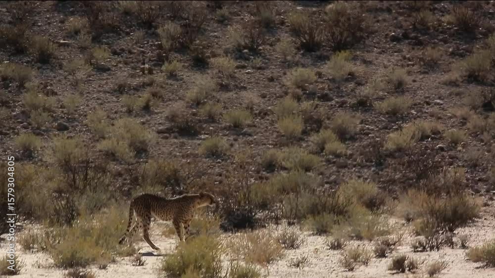 Cheetah walking in dry land in Kgalagadi transfrontier, South Africa ; Specie Acinonyx jubatus family of Felidae Cheetah walking in dry land in Kgalagadi transfrontier, South Africa ; Specie Acinonyx jubatus family of Felidae