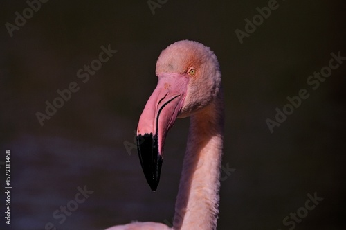 Greater flamingo (Phoenicopterus roseus) in natural wetland – elegant pink bird wading in shallow water