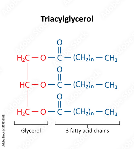 Triacylglycerol (triglyceride) is the primary form of dietary lipid. General structure of a triacylglycerol (TAG) molecule..