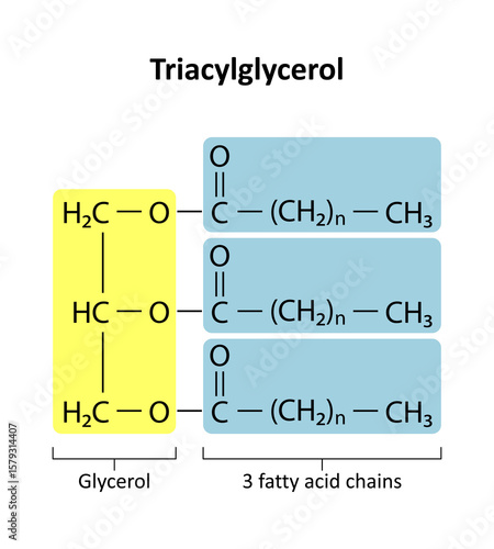 Triacylglycerol (triglyceride) is the primary form of dietary lipid. General structure of a triacylglycerol (TAG) molecule..
