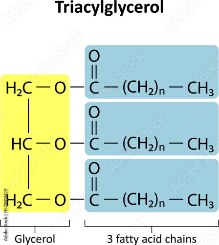 Triacylglycerol (triglyceride) is the primary form of dietary lipid. General structure of a triacylglycerol (TAG) molecule..