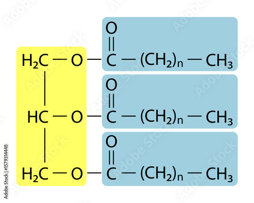 Triacylglycerol (triglyceride) is the primary form of dietary lipid. General structure of a triacylglycerol (TAG) molecule..