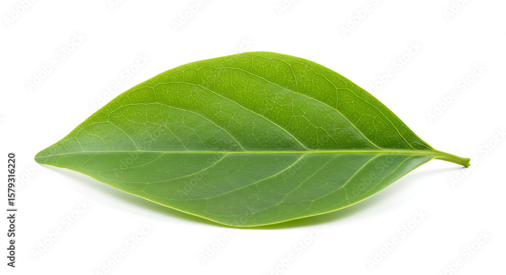 Obraz premium tree leaf on white background,