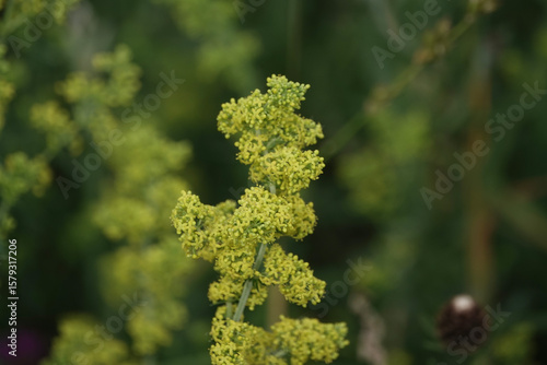 Flowers of Lady's Bedstraw (Galium verum)