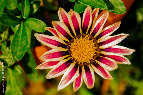 pink dahlia flower
