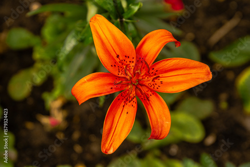 orange tiger lily