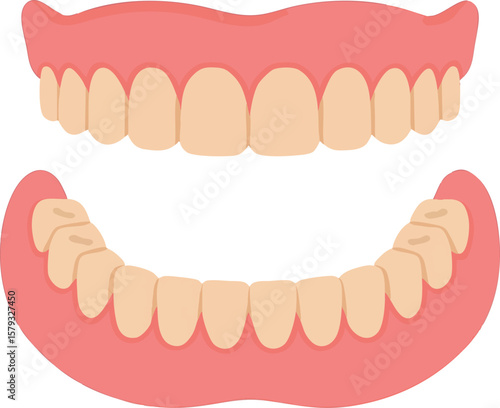 Flat vector removable dentures with top and bottom plates and pink gum detail, isolated on white