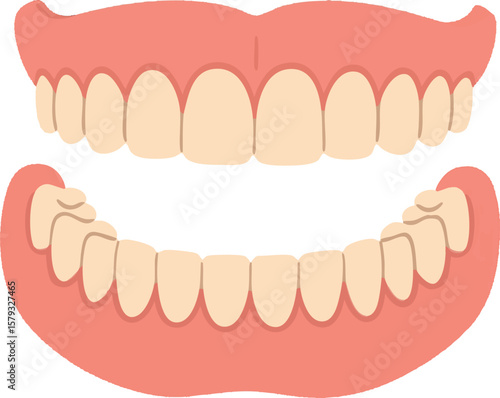 Flat vector removable dentures with top and bottom plates and pink gum detail, isolated on white