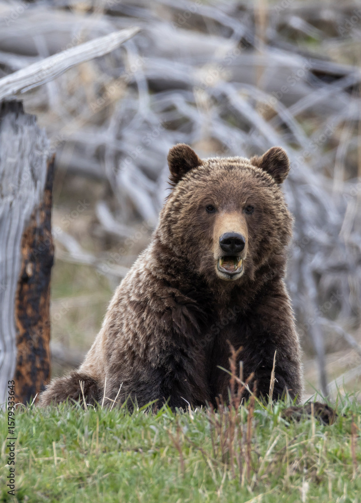 Fototapeta premium Grizzly Bear in Yellowstone National Park Wyoming in Springtime