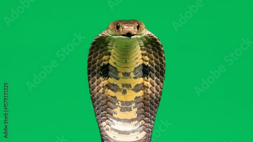 Cobra poised against a green background displaying its hood and forked tongue