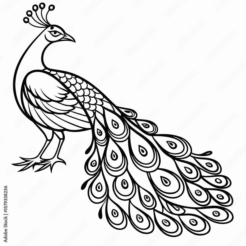 Fototapeta premium peacock vector illustration