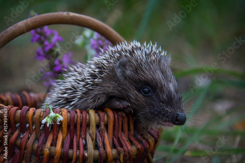 In the forest, a hedgehog sits in a basket with daisies.