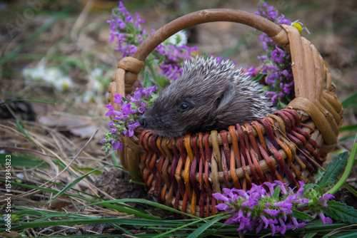 In the forest, a hedgehog sits in a basket with daisies.