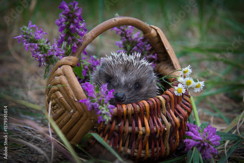 In the forest, a hedgehog sits in a basket with daisies.