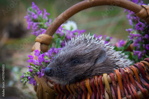 In the forest, a hedgehog sits in a basket with daisies.