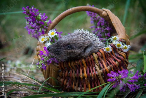 In the forest, a hedgehog sits in a basket with daisies.
