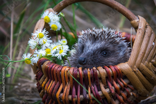 In the forest, a hedgehog sits in a basket with daisies.