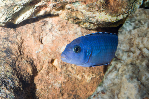 Pseudotropheus sp. , poisson Malawi aquarium