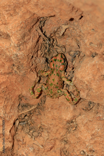crapaud de Brongersmai bufo brongersmai au maroc dans l'atlas en altitude