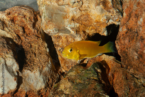 Pseudotropheus saulosi femelle, poisson Malawi aquarium