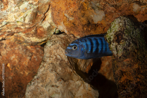 Pseudotropheus saulosi mâle, poisson Malawi aquarium