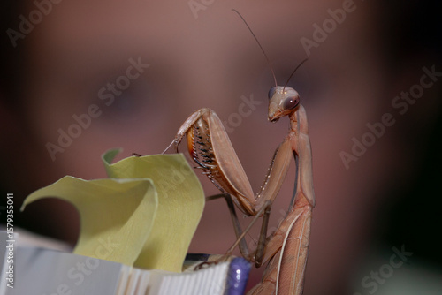 Détail de mante religieuse Mantis religiosa