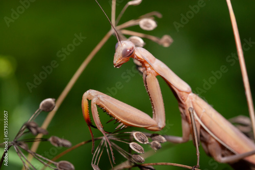 Détail de mante religieuse Mantis religiosa