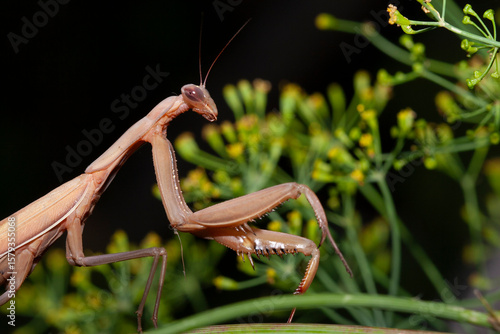 Détail de mante religieuse Mantis religiosa
