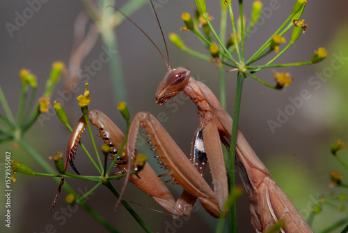 Détail de mante religieuse Mantis religiosa