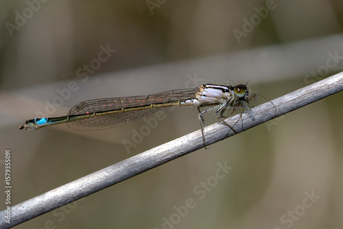 libellule demoiselle au repos