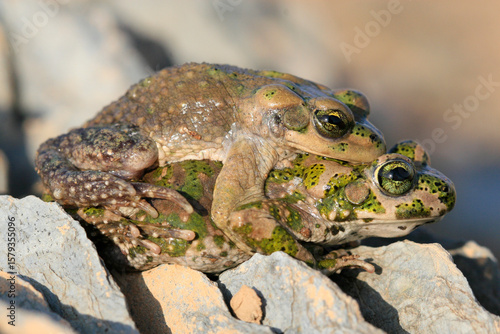 crapaud de Brongersmai bufo brongersmai au maroc dans l'atlas en altitude