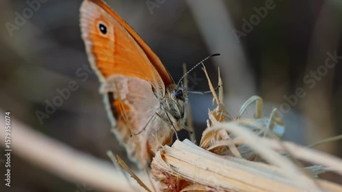 Close up of orange butterfly sitting on a dead wood grass