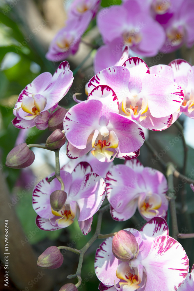 Fototapeta premium Beautiful orchids in a natural garden
