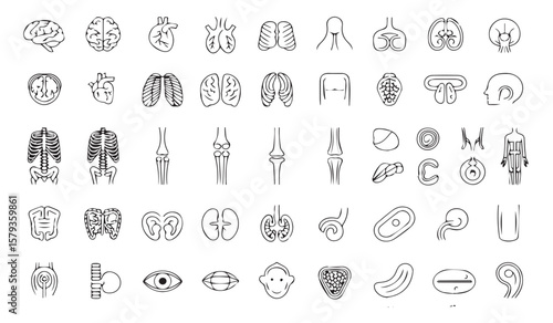 Anatomy and Human Body Outline Icons: Organs, Systems, and Anatomical Structures for Medical Design

