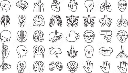 Medical and Healthcare Outline png  Icons: Human Organs and Body Parts Line Art Collection

