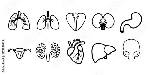 Medical Organs Line Icon Set Bundle of 12 Silhouette Illustrations for Healthcare and Anatomy Design Available on Transparent Background