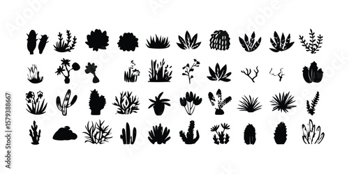 Set of 36 black and white cactus silhouettes vector