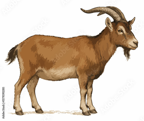 Capra aegagrus hircus