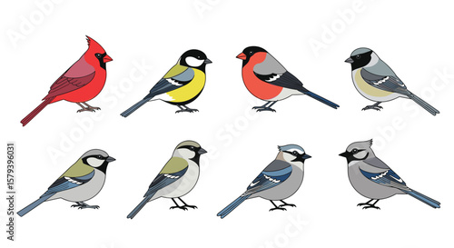 A collection of beautiful winter birds gathering together for a picturesque outdoor scene