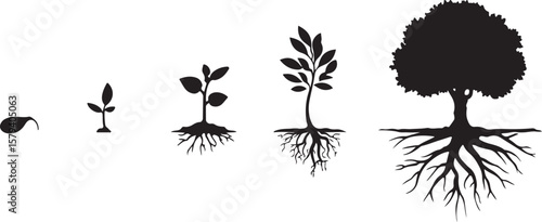Plant growth stages from seed to tree sprout sapling