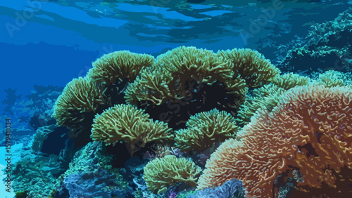 Corals