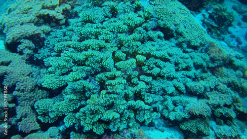Coral
