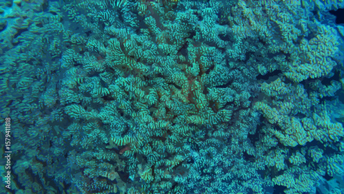 Coral