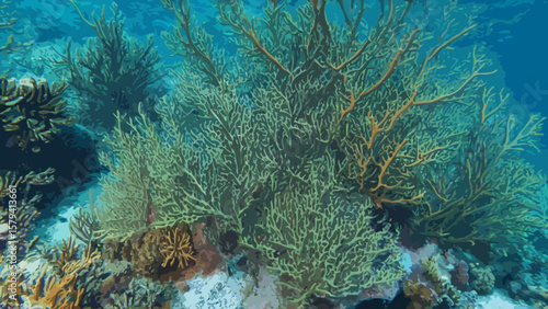Corals