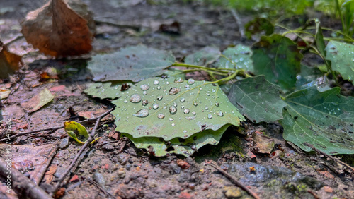 An aspen leaf with small transparent raindrops photographed in the distance lies in the forest against the background of other leaves